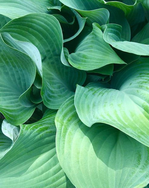 Hosta cultorum `Sum and Substance`